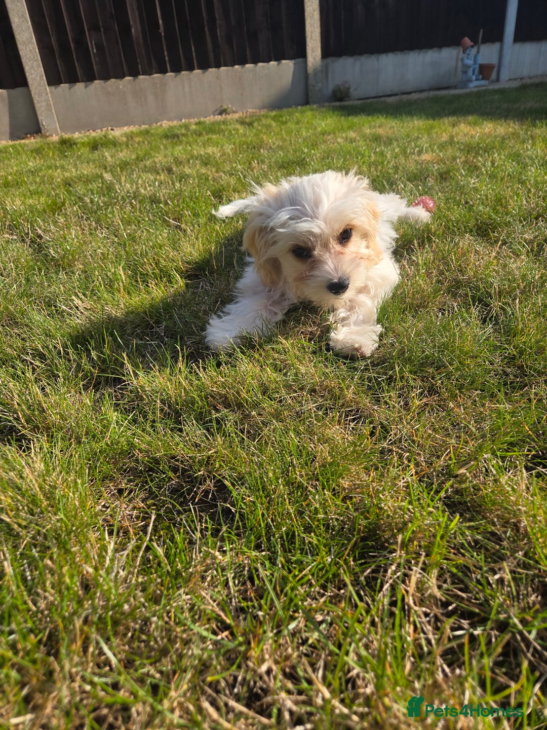 Cavapoo dogs for sale: Cavapoo female puppy  - Image 3