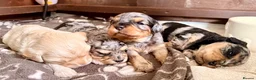 Mixed Breed dogs for sale: Toy Cavapoochon’s ❤️🐾 - Advert 1