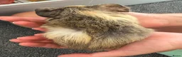 Guinea Pig rodents for sale: Guinea Pig babies  - Advert 3