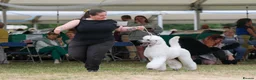Standard Poodle dogs for stud: Quality White Standard Poodle for Stud - Advert 10