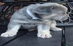 French Bulldog dogs for sale: Fluffy French bulldogs - Image 18