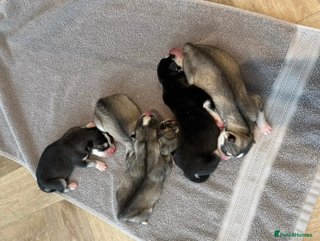 Siberian Husky dogs for sale: BEAUTIFUL KC REGISTERED SIBERIAN HUSKY PUPPIES - Advert 2