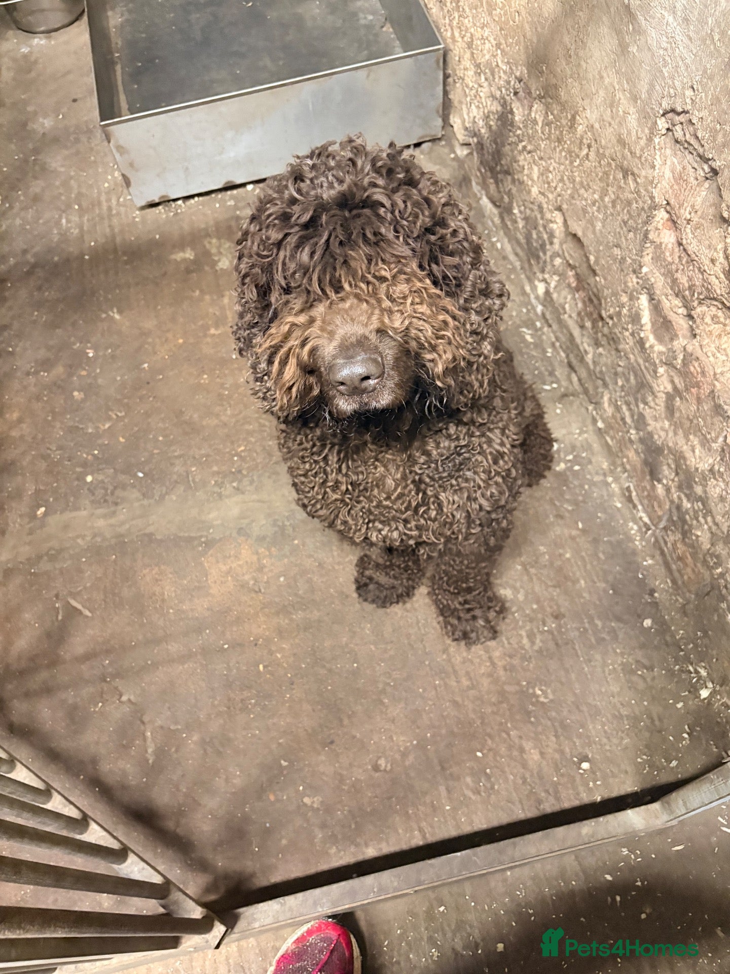 Irish Water Spaniel dogs Ivy Irish water spaniel  - Advert 1