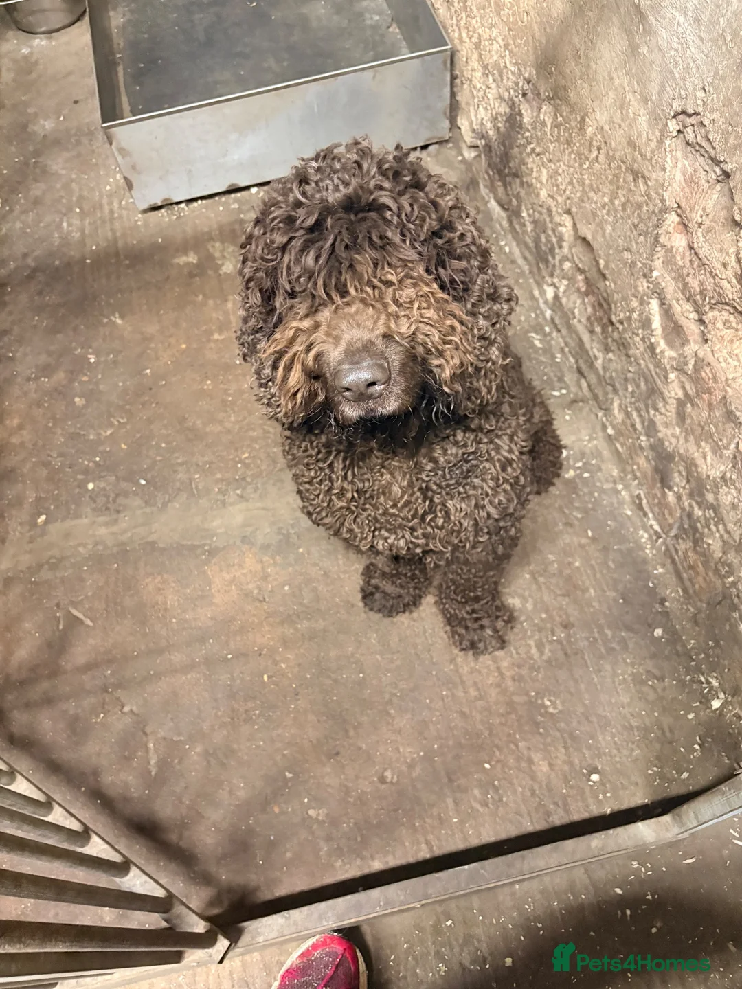 Irish Water Spaniel dogs for sale: Ivy Irish water spaniel  - Advert 1