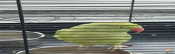 Parrots birds for sale: Ring-necked parakeet in Birmingham - Advert 3