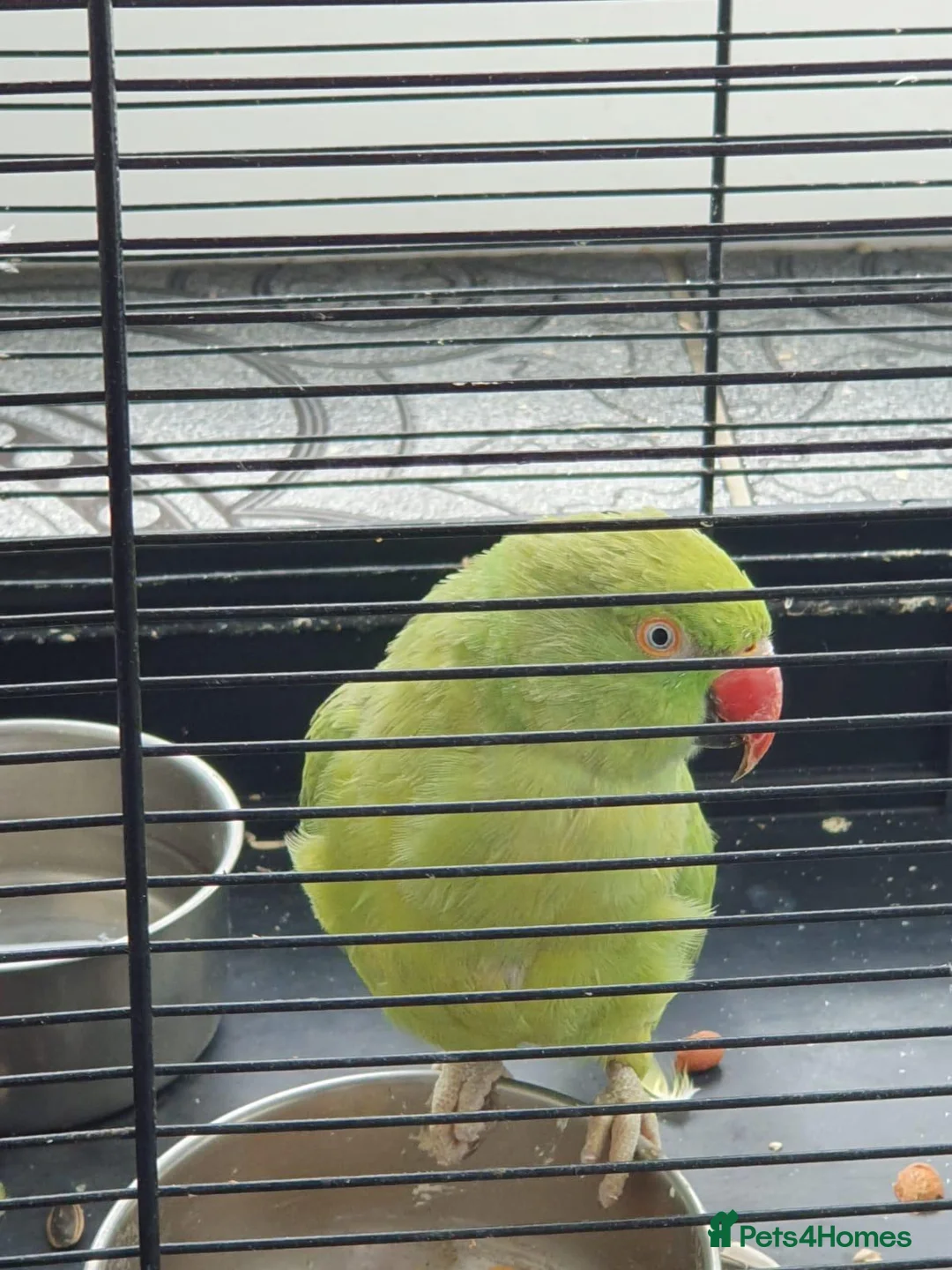 Parrots birds for sale: Ring-necked parakeet in Birmingham - Advert 3