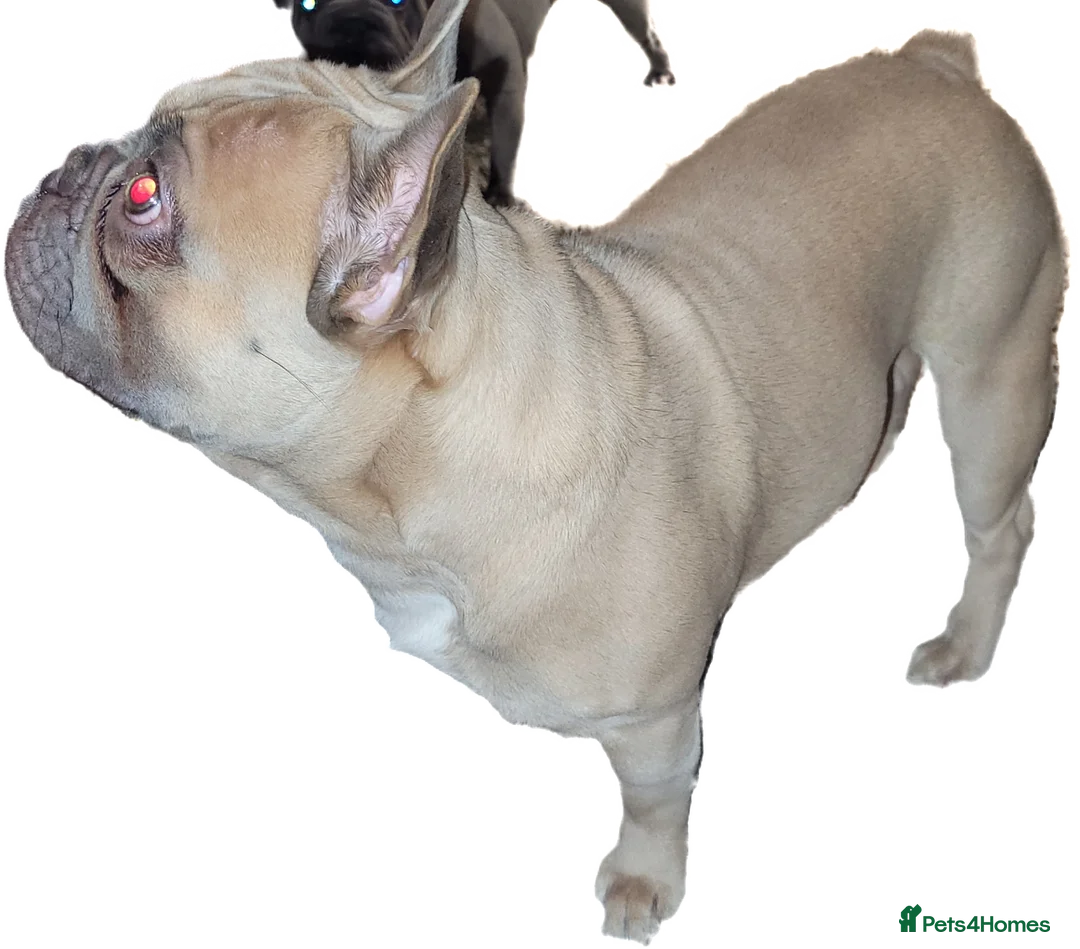 French Bulldog dogs for stud: FOR STUD Lilac Fawn frenchie FOR STUD in Leicester - Advert 6