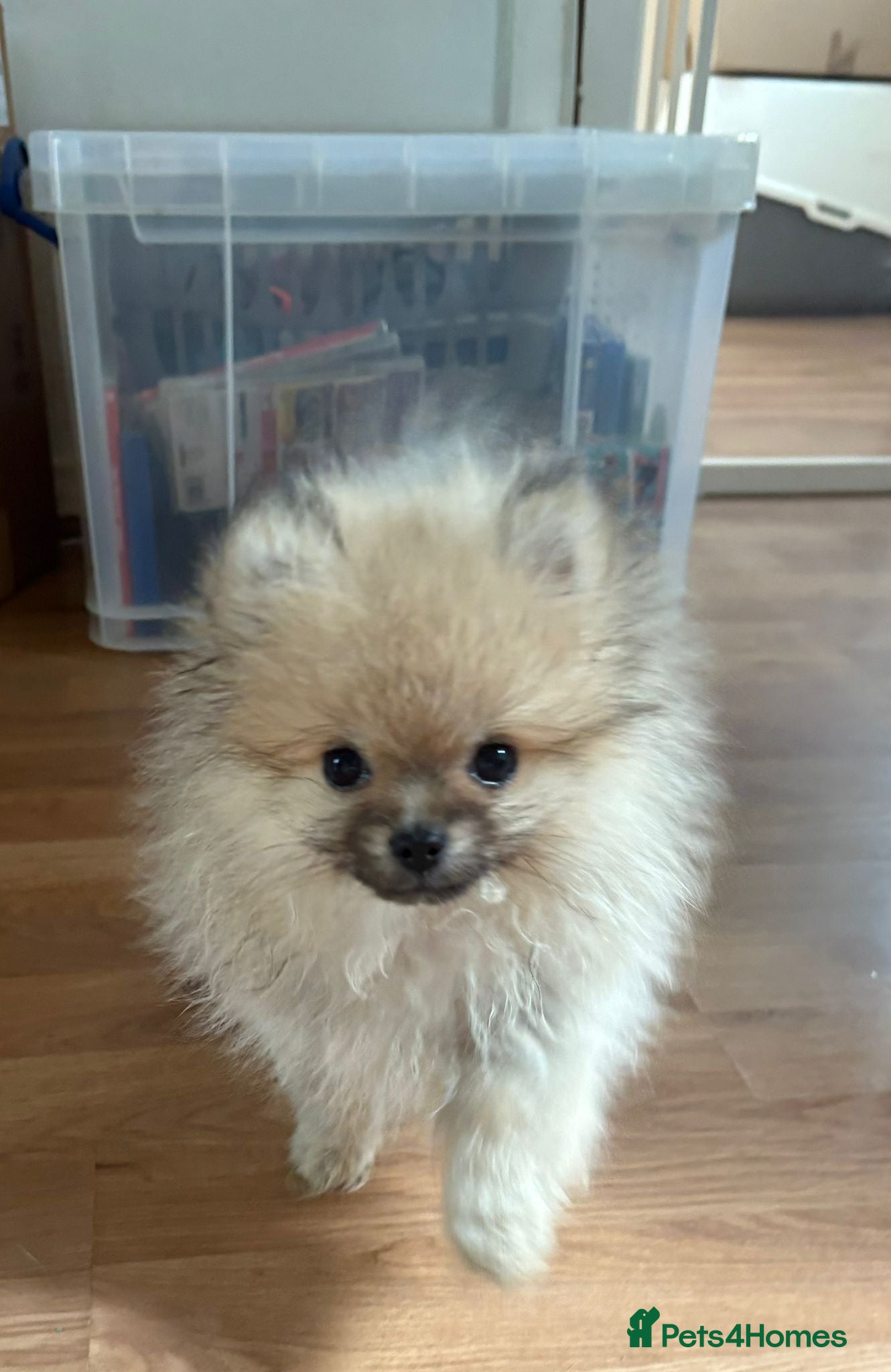 Pomeranian dogs Beautiful Pomeranian puppies ready to leave now  - Advert 15