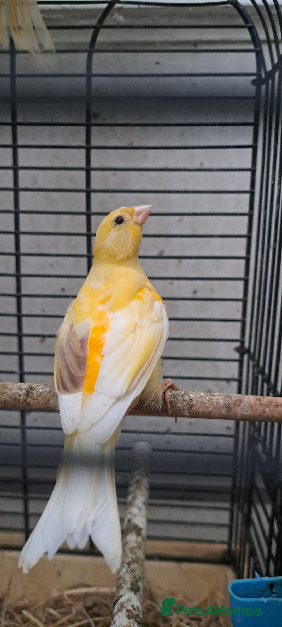 Canaries birds for sale: Canaries  - Image 4