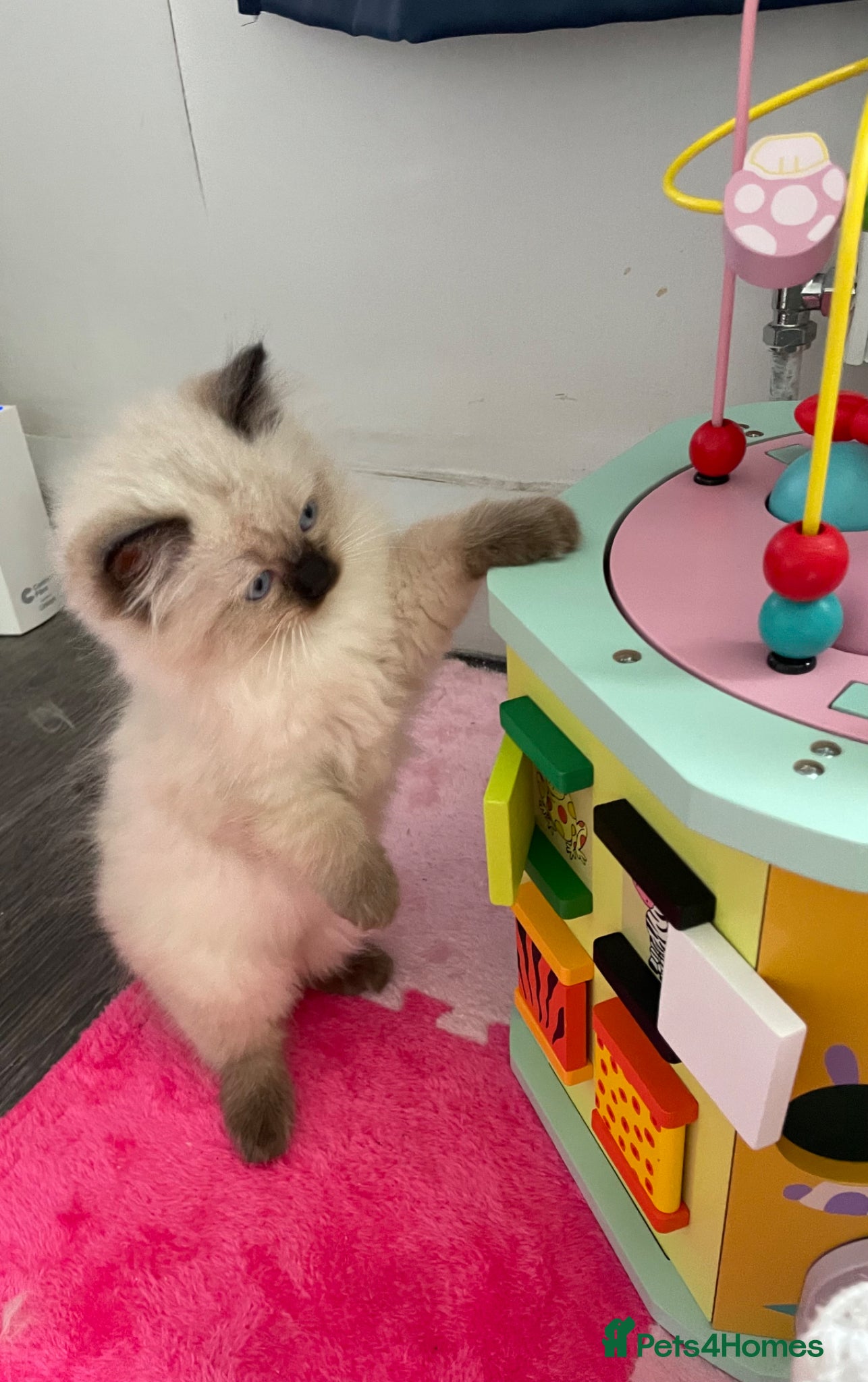 Ragdoll cats FEMALE ragdoll kitten - Advert 1