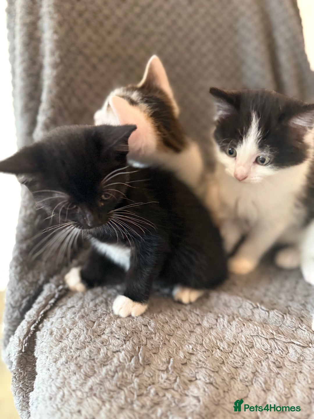 Mixed Breed cats for sale: very friendly kittens looking for a new home - Image 8