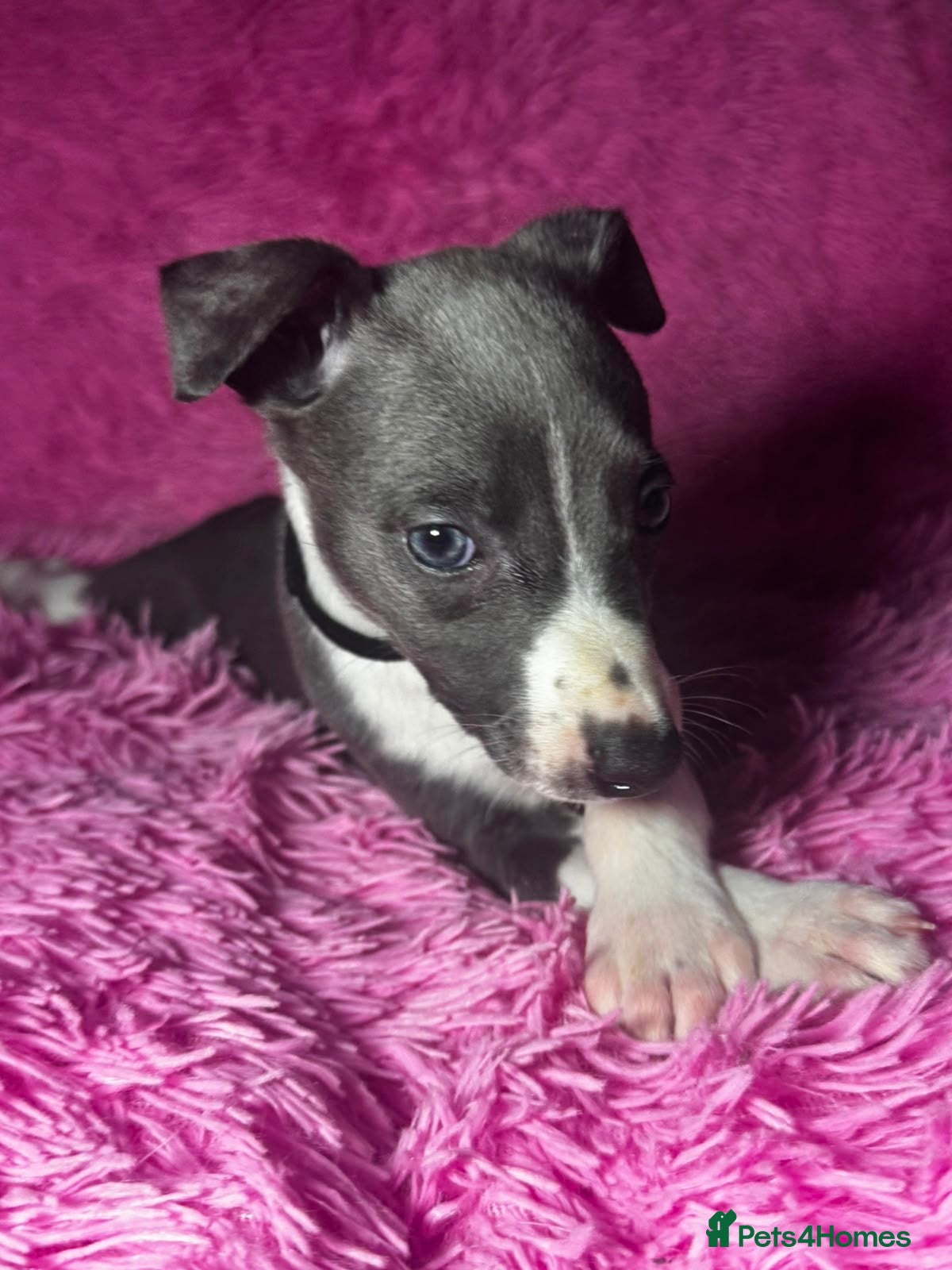 Whippet dogs Quality whippet puppies  - Advert 14