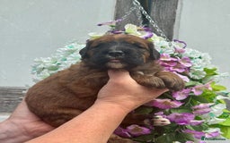 Saint Bernard dogs for sale: F1 st doodles puppies for sale - Image 16