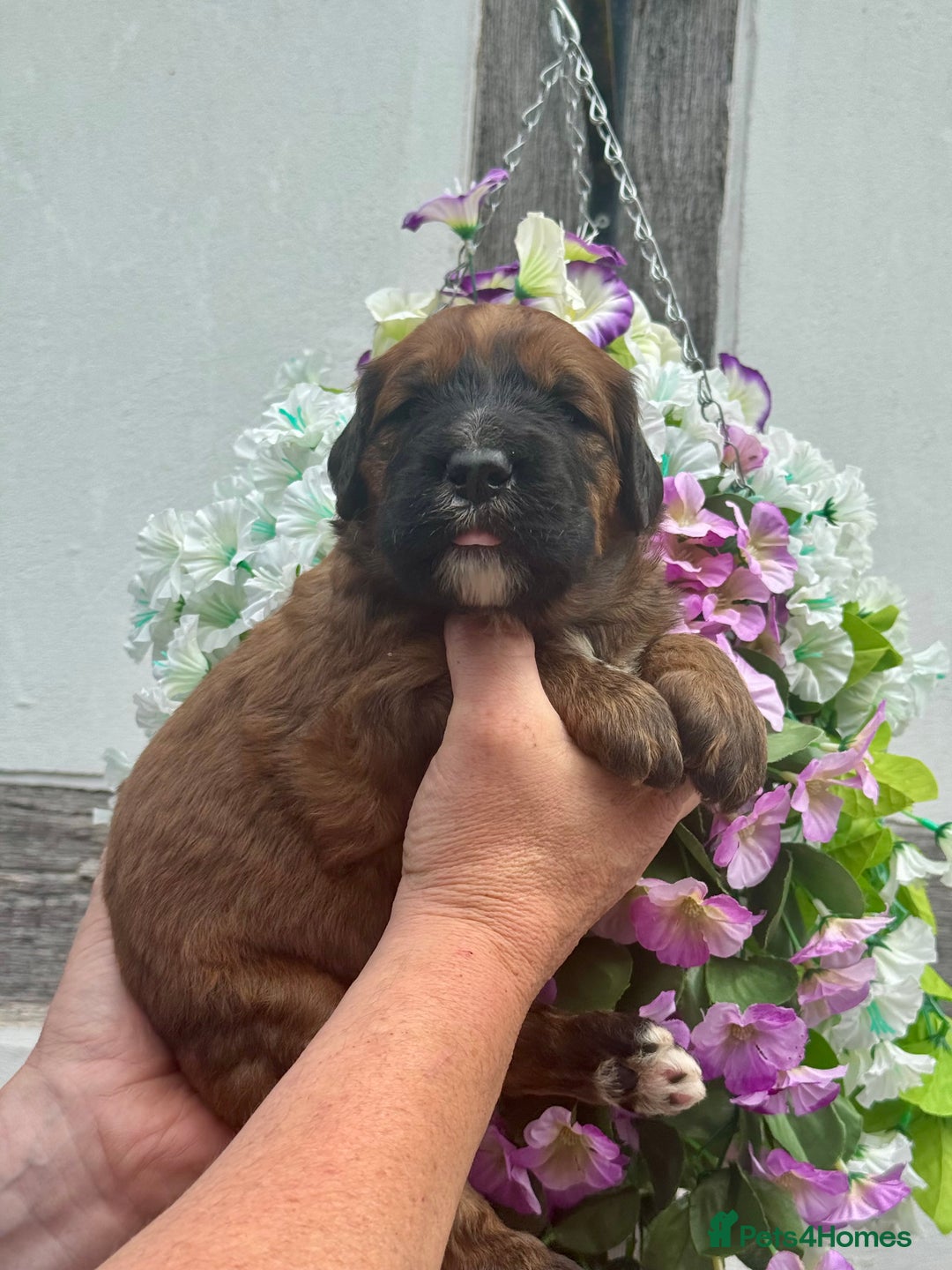 Saint Bernard dogs for sale: F1 st doodles puppies for sale - Image 16