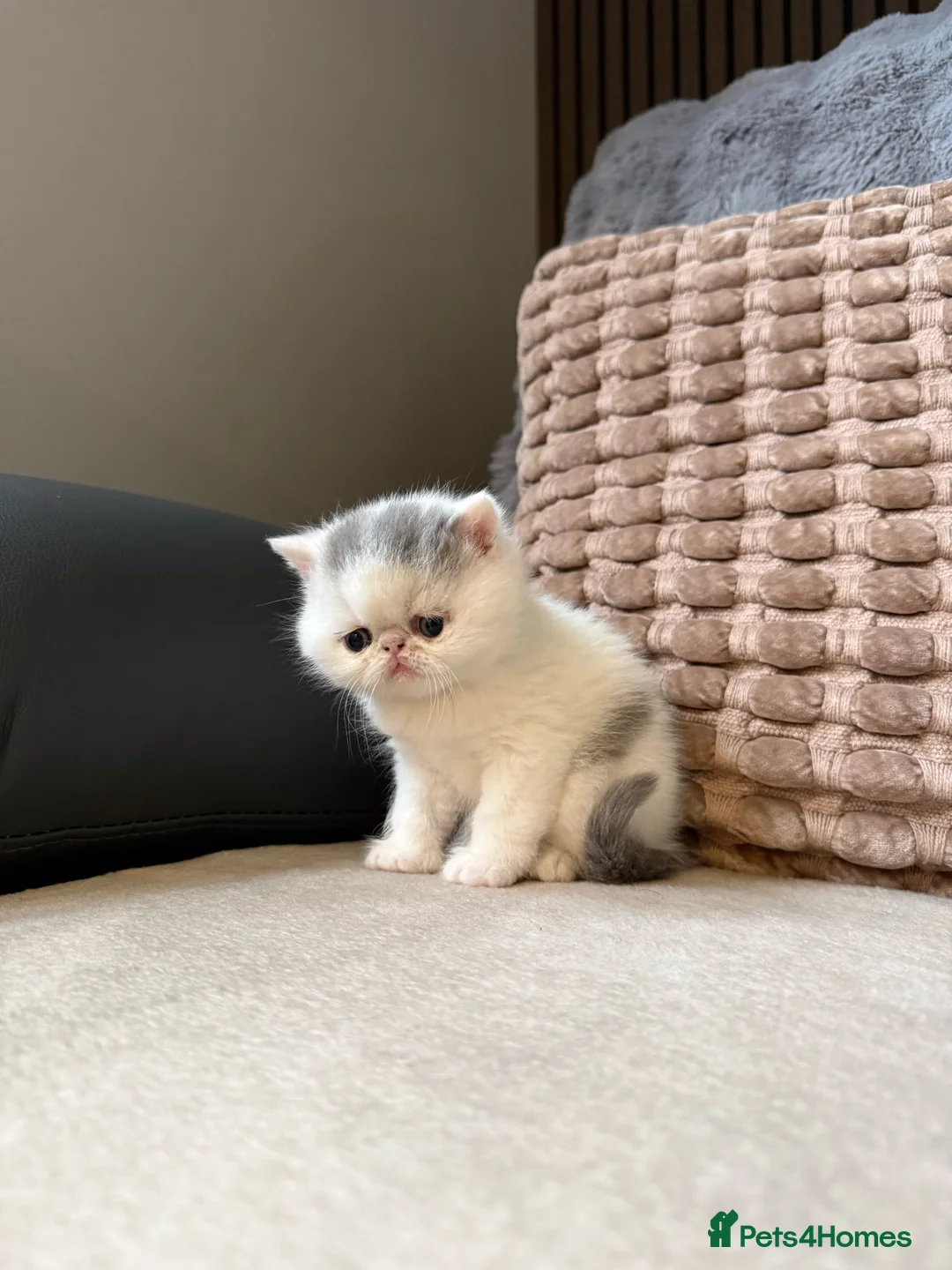 Exotic cats for sale: Two beautiful exotic shorthair babies  - Advert 5