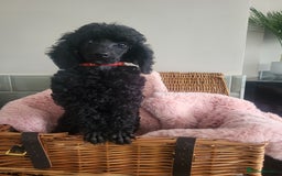 Mixed Breed dogs for sale: Quality Moyens! 2 girls left - very Rare in 🇬🇧  - Image 7