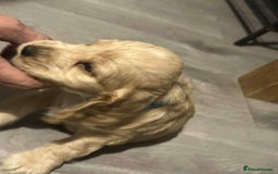 Cockapoo dogs for sale: 5 beautiful cockapoo's - Image 23