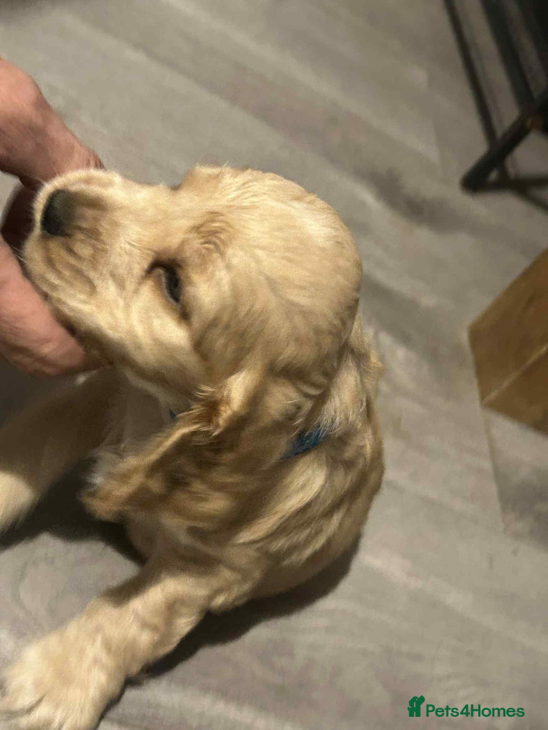 Cockapoo dogs for sale: 5 beautiful cockapoo's - Image 23