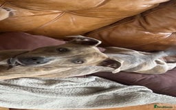 Mixed Breed dogs for sale: Male puppy for sale  - Image 5