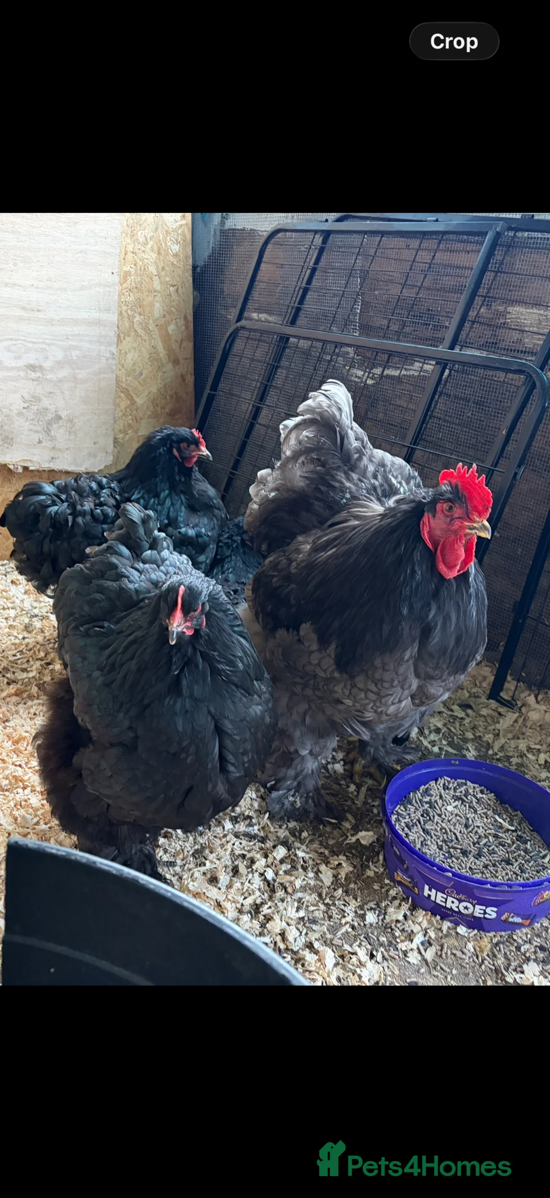Chickens poultry for sale: Rare Breed LF Cochins. Chicks/hatching eggs  - Advert 5