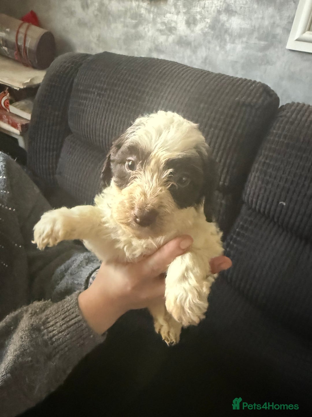 Cockapoo dogs for sale: Miniature cockapoos - Advert 4