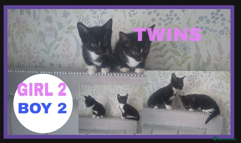 Mixed Breed cats kittens waiting for you! Sweet and cute.   - Advert 5