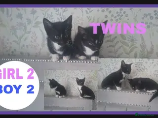 Mixed Breed cats kittens waiting for you! Sweet and cute. - Advert 5