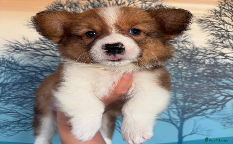 Welsh Corgi Pembroke dogs - Advert 2
