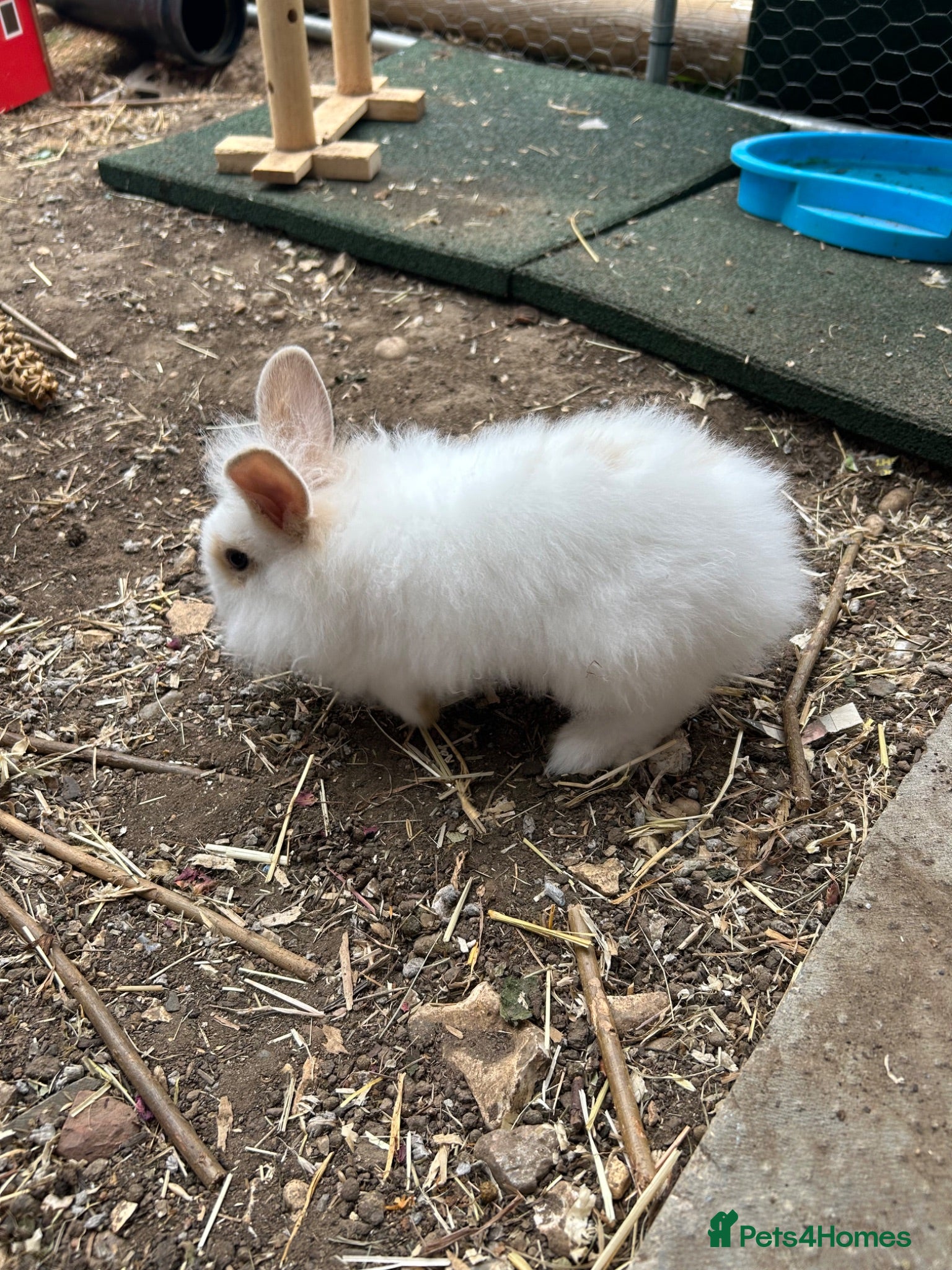 Mixed Breed rabbits Mini lionhead cross Norwegian dwarf rabbits - Advert 17