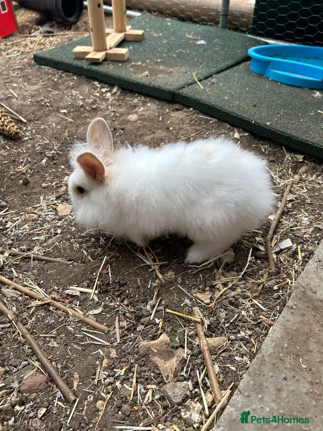 Mixed Breed rabbits for sale: Mini lionhead cross Norwegian dwarf rabbits - Advert 1
