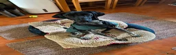 Pointer dogs for adoption: Oreo is looking for her forever home  in Humbie - Advert 6