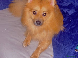 Pomeranian dogs Tanned Male Pomeranian puppy - Advert 4