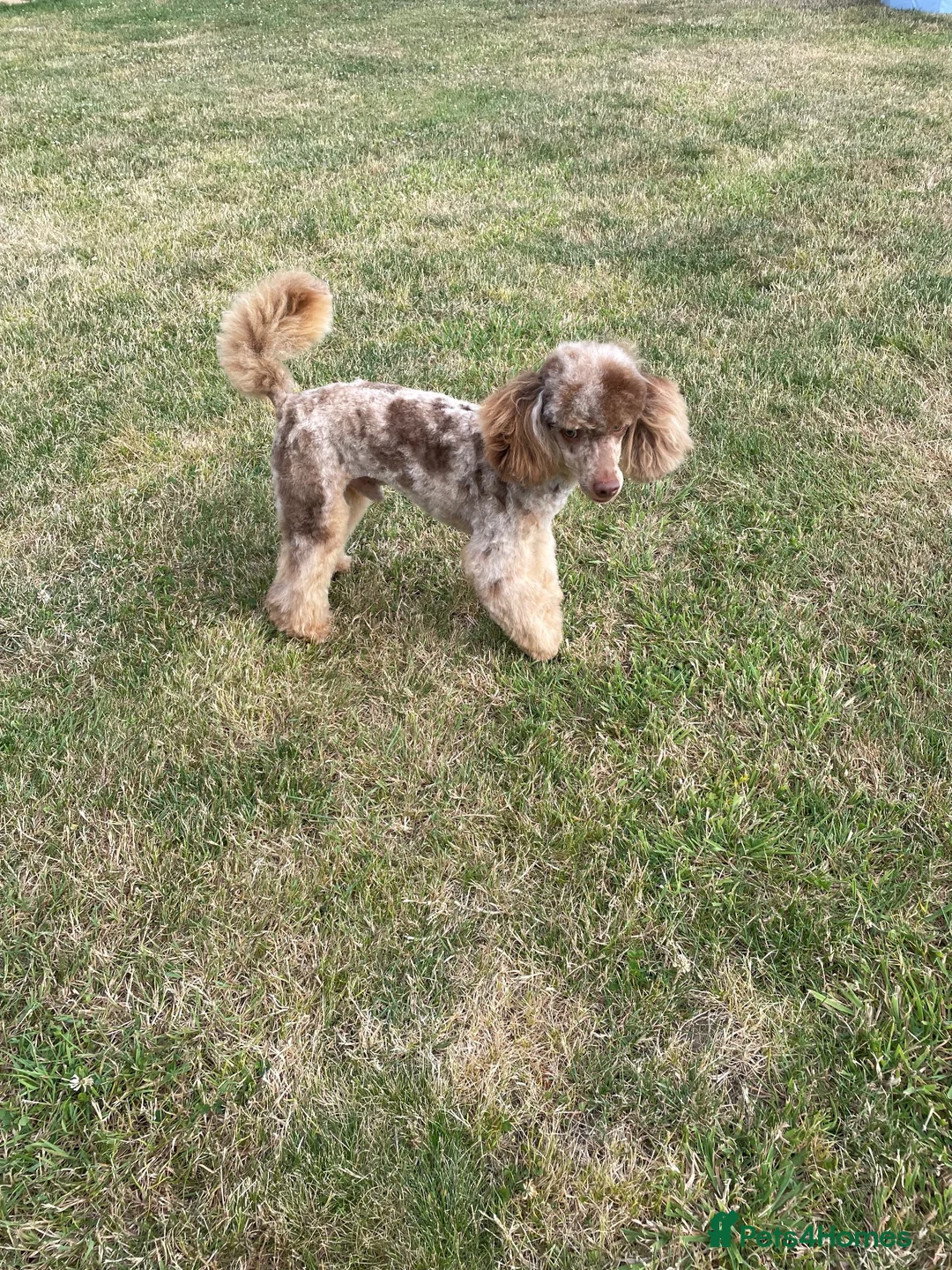 Toy Poodle dogs for stud: FOR STUD PEANUT  - Advert 11