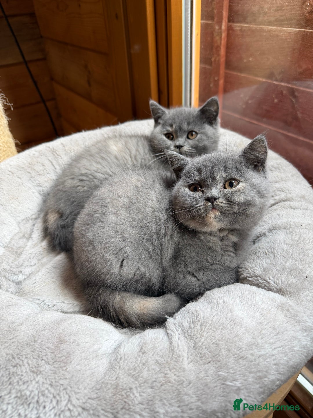 British Shorthair cats for sale: British Shorthair Kittens blue tortie  - Advert 13