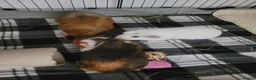 Guinea Pig rodents for sale: 2 male and 3 female guinea pigs in Coalville - Advert 2