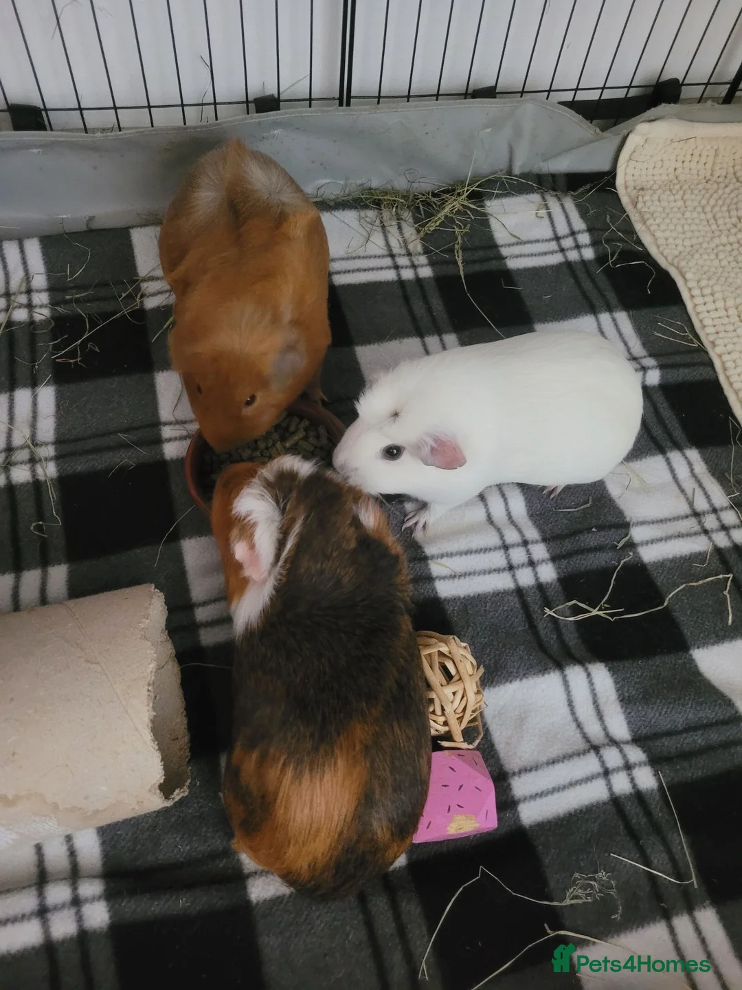 Guinea Pig rodents for sale: 2 male and 3 female guinea pigs in Coalville - Advert 2