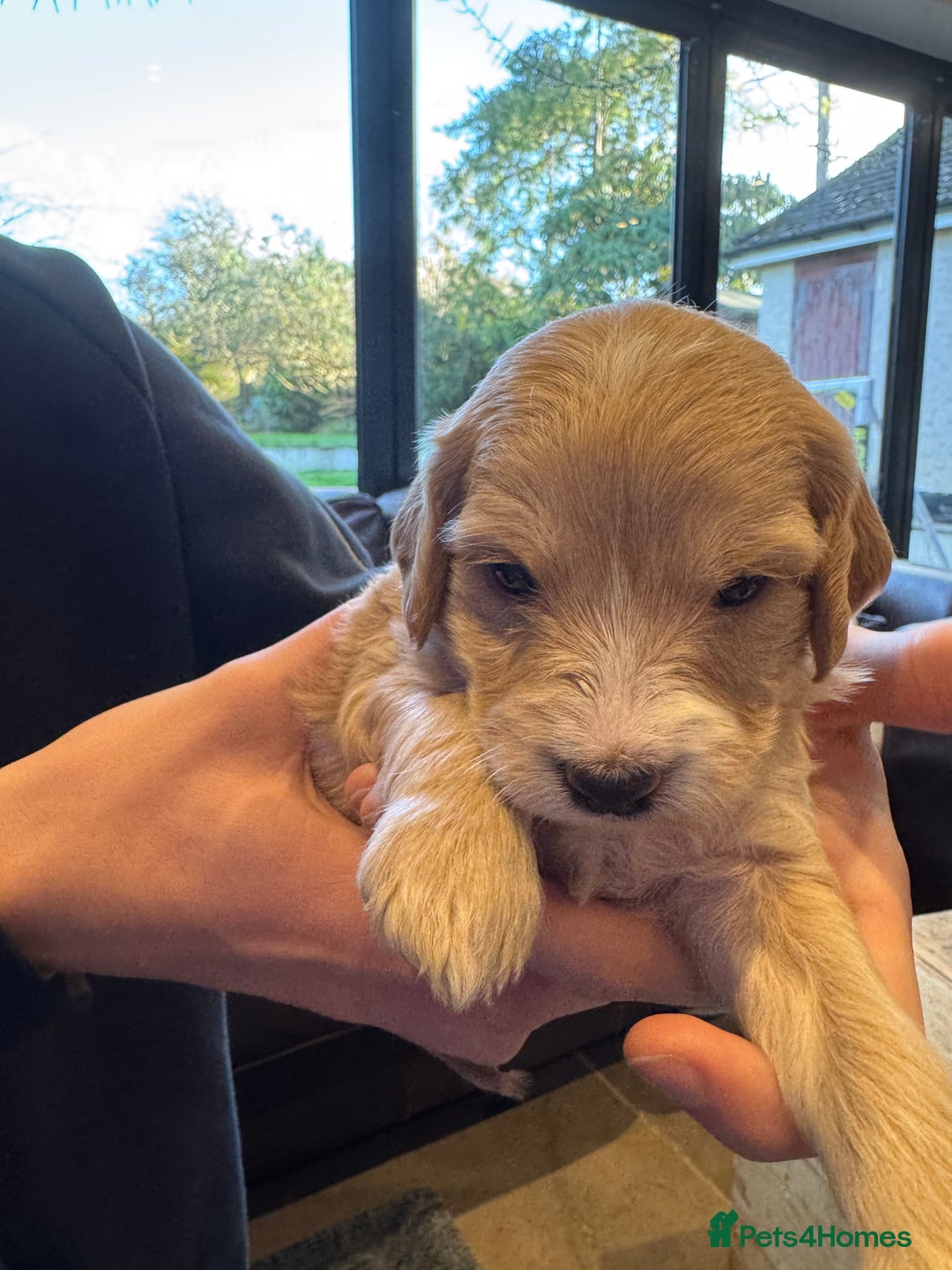 Mixed Breed dogs for sale: Sprockerpoo puppies for sale - Advert 28