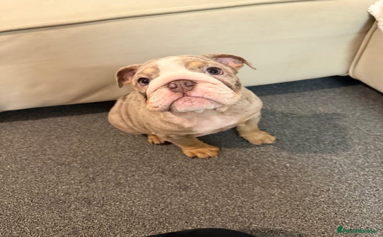 English Bulldog dogs Beautiful Lilac Tri English Bulldogs - Advert 15