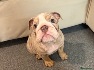 English Bulldog dogs Beautiful Lilac Tri English Bulldogs - Advert 14