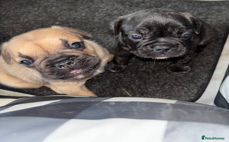 French Bulldog dogs - Advert 6