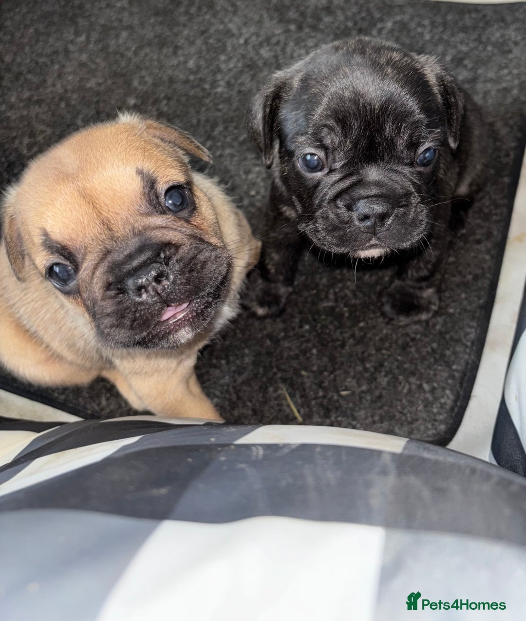 French Bulldog dogs for sale: 2 male frenchies  - Image 1