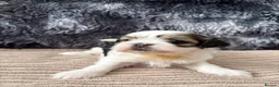 Lhasa Apso dogs for sale: KC Lhasa Apso Puppies – Ancestor of Shih Tzu - Advert 12