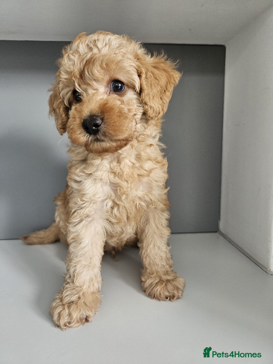 Toy Poodle dogs for stud: Kc Health tested fox red Toy poodle for stud - Advert 33