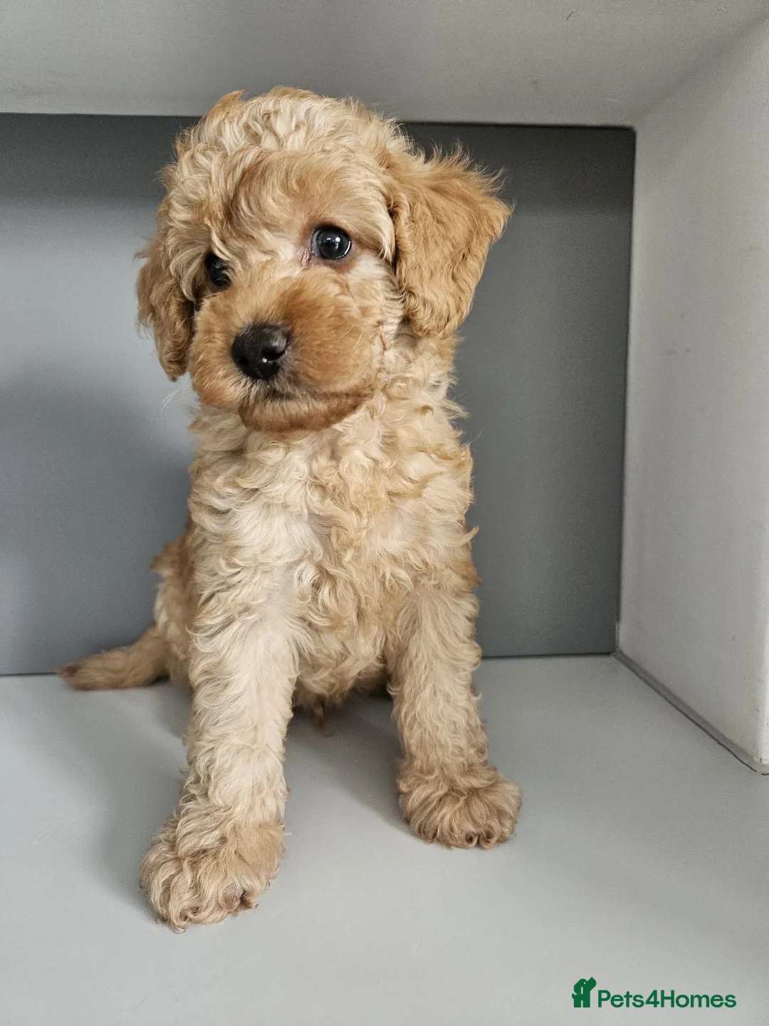 Toy Poodle dogs for stud: Kc Health tested fox red Toy poodle for stud - Advert 33