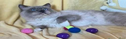 Ragdoll cats for sale: ✨ Beautiful Blue Point Ragdoll Kittens ready now in Gloucester - Advert 13