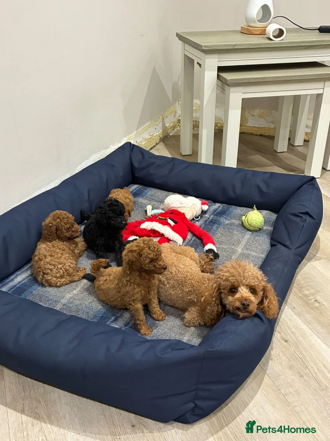 Toy Poodle dogs for sale: Toy poodle puppies  - Advert 2