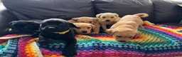 Labrador Retriever dogs for sale: Here come the boys! - Advert 5