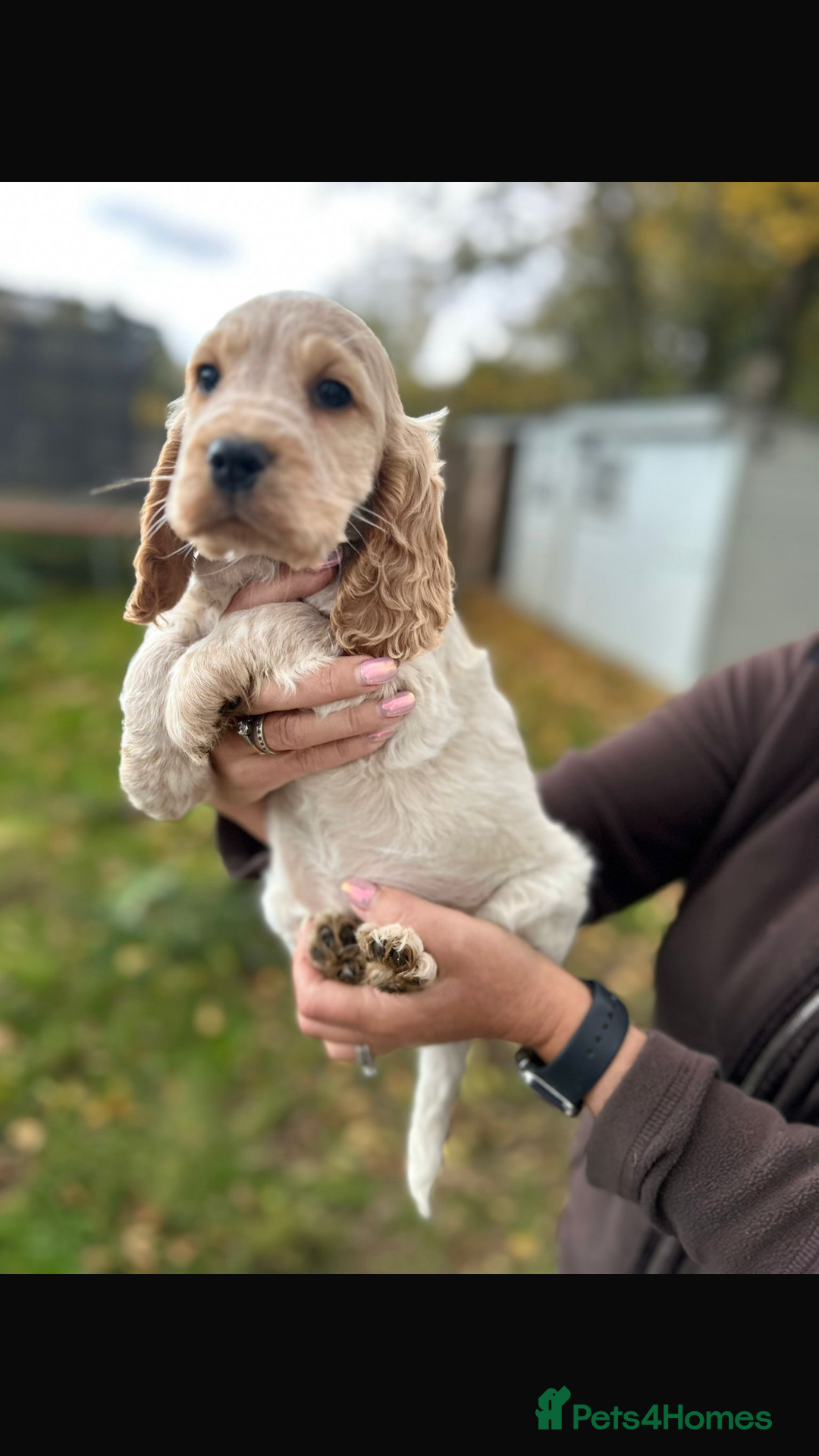Cocker Spaniel dogs for sale: QUALITY QUALITY PURE BRED SHOW COCKER SPANIEL PUPS - Image 3