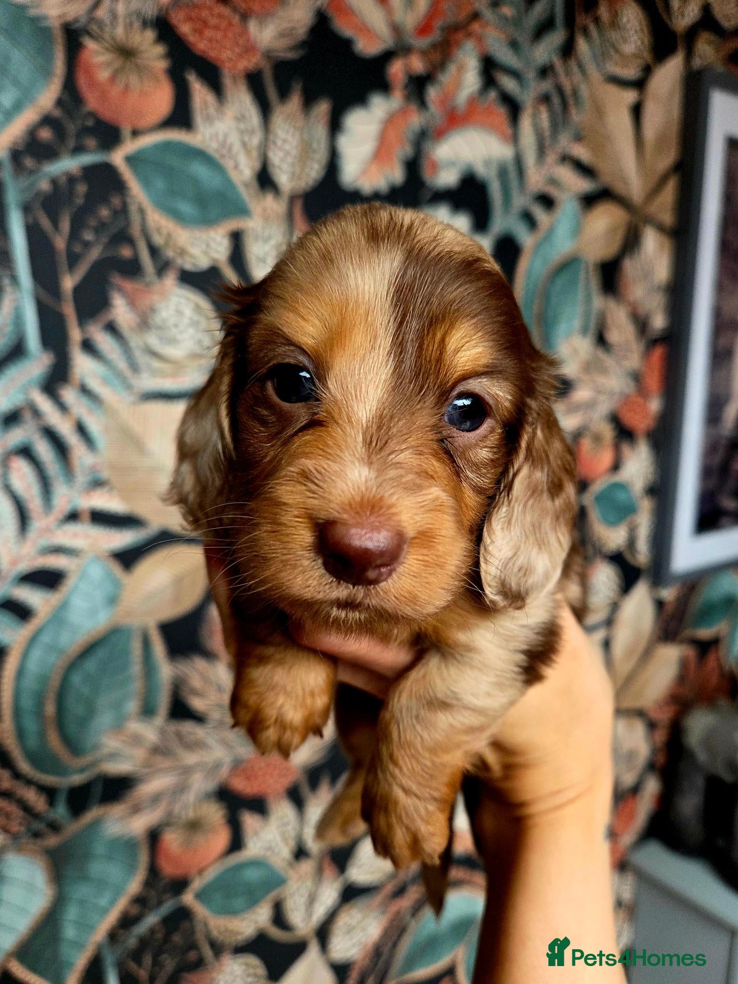 Miniature Dachshund dogs for sale: Stunning KC Registered Longhaired Mini Dachshunds - Advert 1