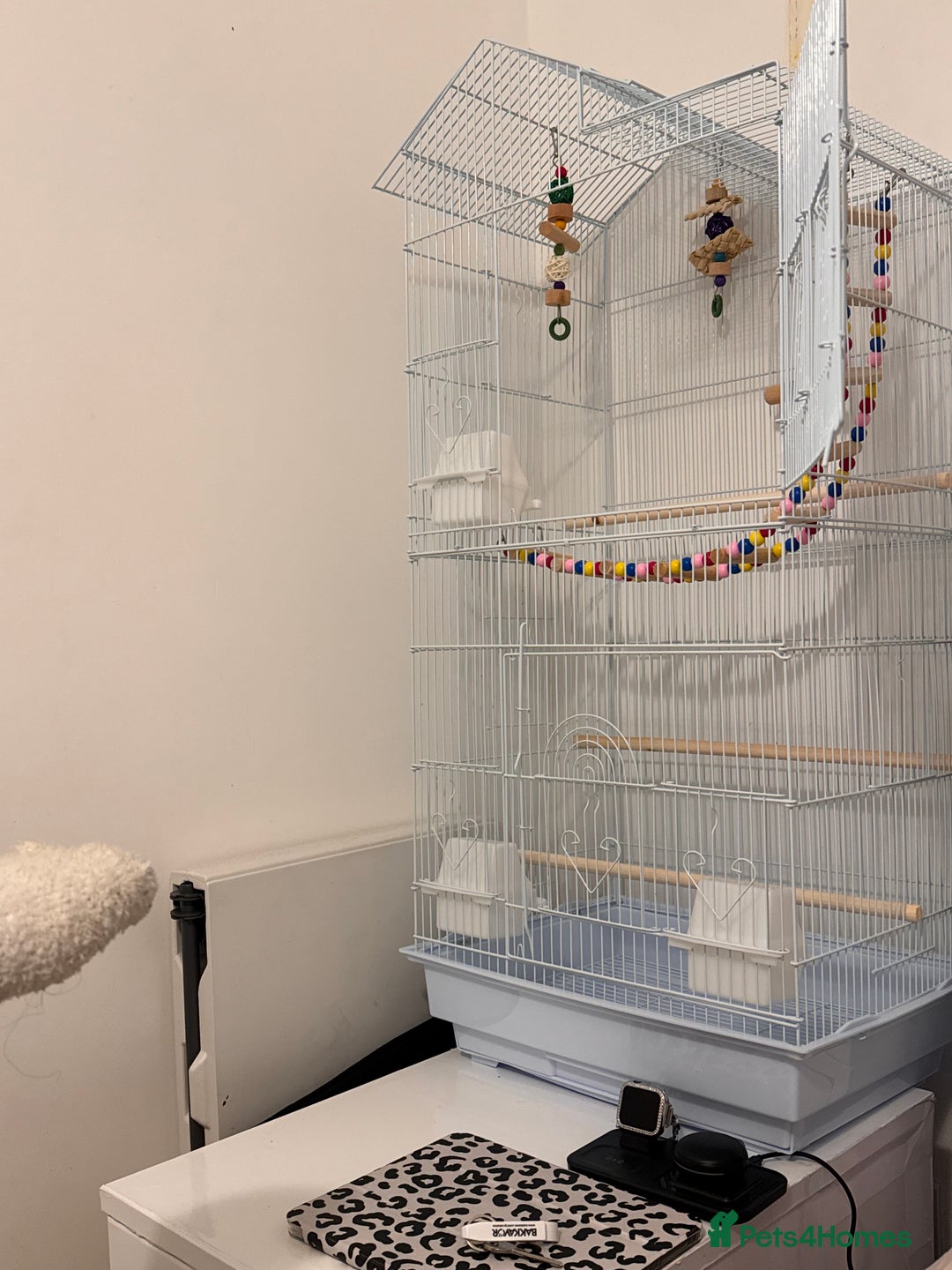 Lovebirds birds for sale: Bonded Lovebirds  - Advert 4